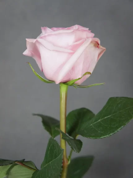 Роза Пинк Охара 50 см